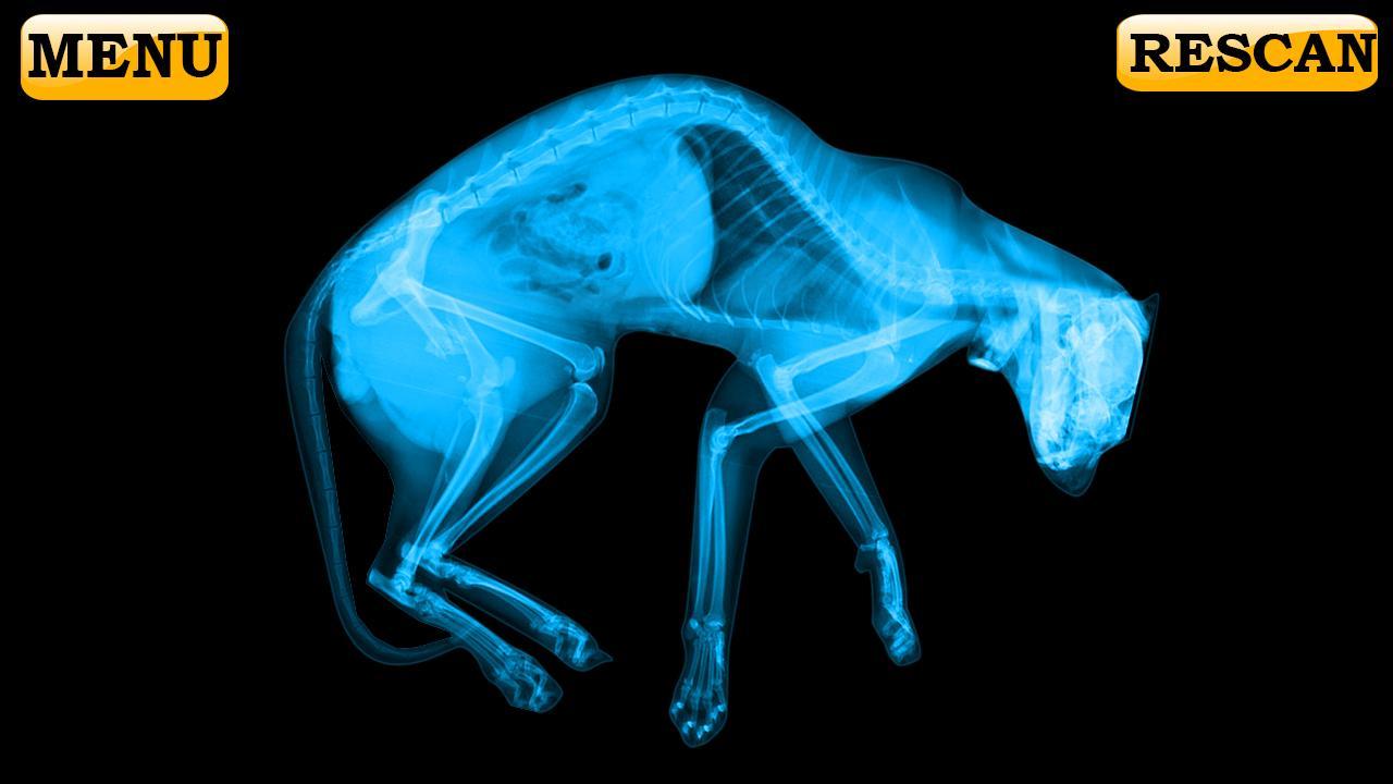 Xray Scanner Pet Cat Prank