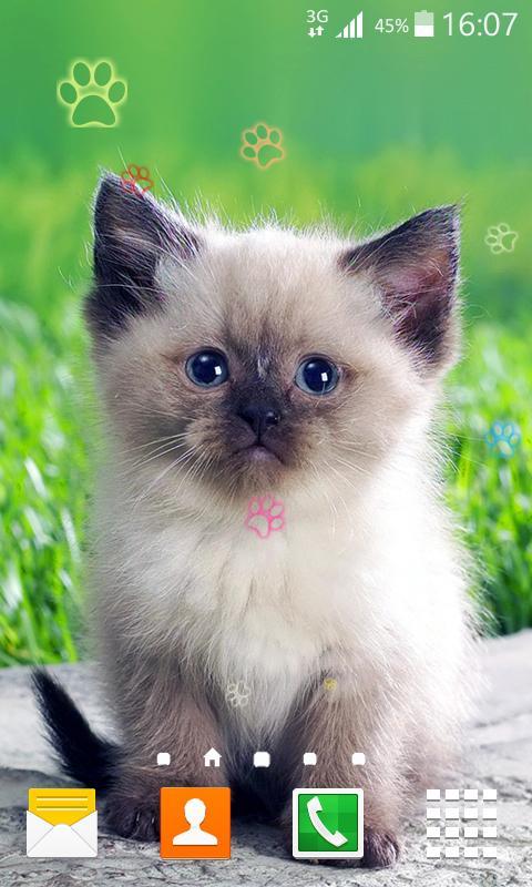Kitty Live Wallpaper