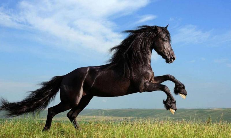 Black horse wallpapers