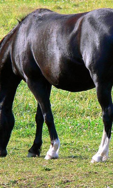 Black horse wallpapers