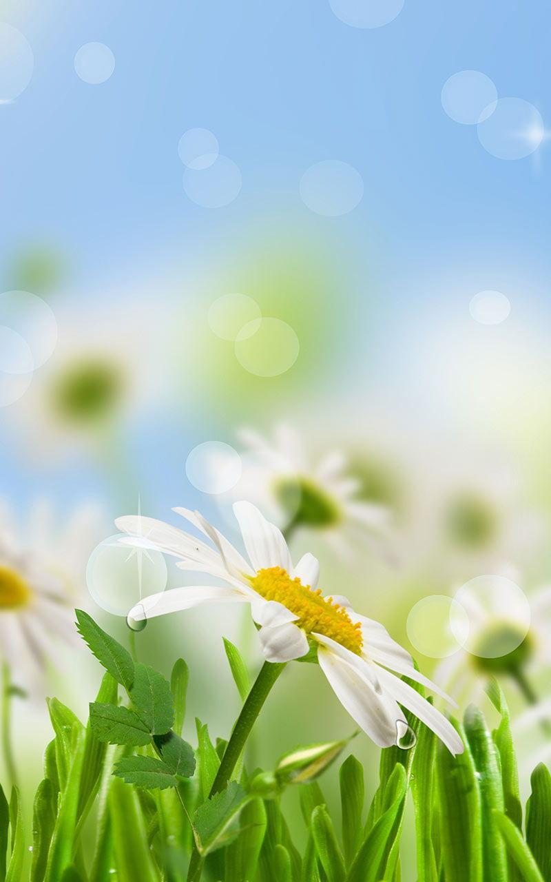 Flower Spring Live Wallpaper