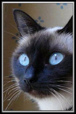 Gatti traduttore