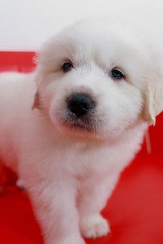Puppy Puzzle