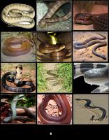 Poisonous Snakes Of The World